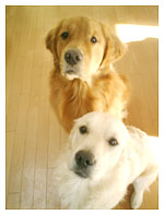 抽選犬B&P diary_031213