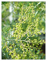 mimosa diary_040107