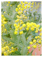 mimosa diary_040221