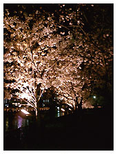 夜桜・OAP前遊歩道 diary_040331