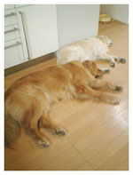 爆睡中。。 diary_040505