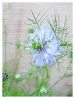 ニゲラの一番花 diary_040514