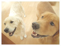 抽選犬 diary_040911