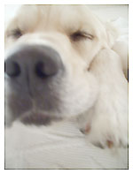 Zzz... diary_041023