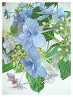 紫陽花の花の色って微妙でキレイ.. diary_050614