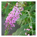 buddleja