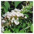 buddlejawhite